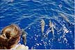 Dolphins follow SV Joss as she sails the coast of Guam.