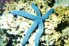 A blue starfish photographed among the coral formations on the Ocean bottom on the Philippine Sea around Guam.