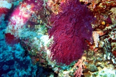 One of hundreds of varieties of coral that are found in Guam waters.