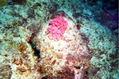 One of hundreds of varieties of coral that are found in Guam waters.