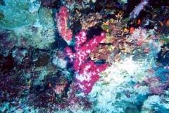 Photograph of one of hundreds of varieties of coral that are found in Guam waters.
