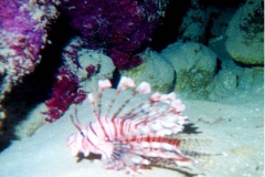 A Lion fish is photographed near the ocean bed where they are usually found.