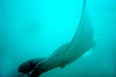 A manta ray glides through warm, crystal clear waters off Guam's West coast.