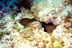 A moray eel pokes it's head out of it's coral hiding place looking for it's next meal.