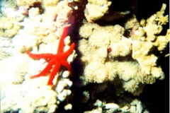 A red starfish photographed among the coral formations on the Ocean bottom on the Philippine Sea around Guam.