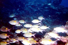 A school of Guam reef fish in shallow waters in the Philippine Sea on Guam's West Coast.