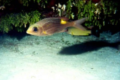 A couple Guam reef fish hover near the ocean bed.